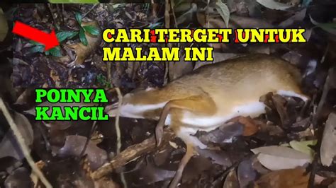 Berburu Kancil Pakai Pcp Suasana Malam Hari Dihutan Kalimantan YouTube