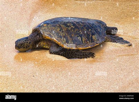 Green Sea Turtle Resting On The Wet Sand Beach At Ho Okipa On Maui