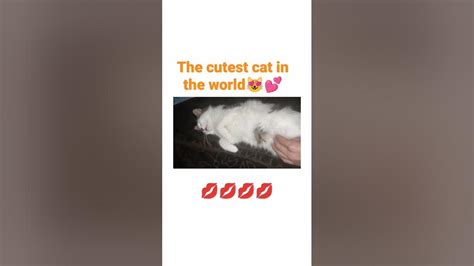 The Cutest Cat In The World🤩💓🌺🌺🌺💓💖shorts Youtube