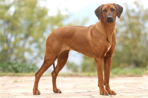 Race De Chien Rhodesian Ridgeback Tout Chien Le Magazine