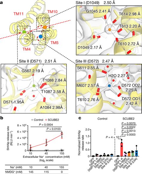 Three Na Densities In The Transmembrane Domain A Close Up Views Of