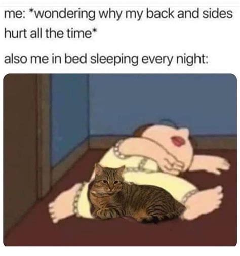 Why Does My Back Hurt Cats Know Your Meme