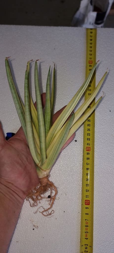 Sansewieria Sansevieria Royal Crown Variegata Xl