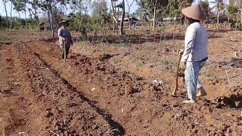 Cara Membuat Bedengan Terong Bedengan Tanah Untuk Tanaman Terong Youtube