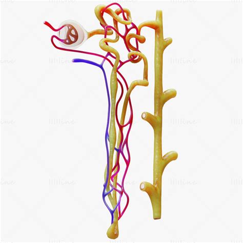 Kidney Nephron 3D Model