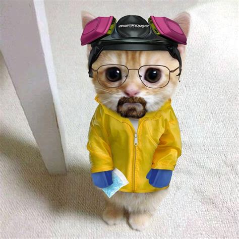 drain central on Instagram: “meowter white #breakingbad #bettercallsaul #walterwhite #heisenberg ...