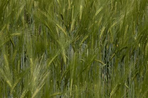 Gran Foco Selectivo De Campo De Trigo De Centeno De Trigo Verde Foto De