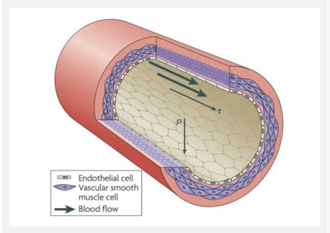 Ha Exam Ii Peripheral And Vascular Systems Flashcards Quizlet