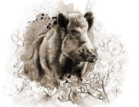 Wildschwein Portrait. Portrait of a wild boar. | Wildschwein, Tiere