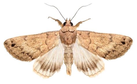 Moth Insect Facts Gynnidomorpha Alisman Az Animals