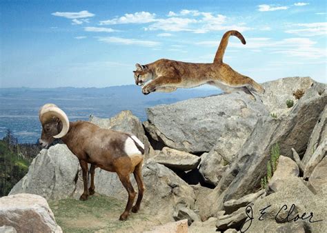 Bighorn Versus Mountain Lion Saddlebag Notes