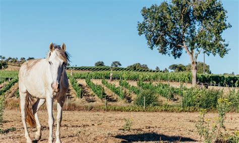 Andar A Cavalo Ou Fazer Um Piquenique Quatro Proposta Da Quinta Das