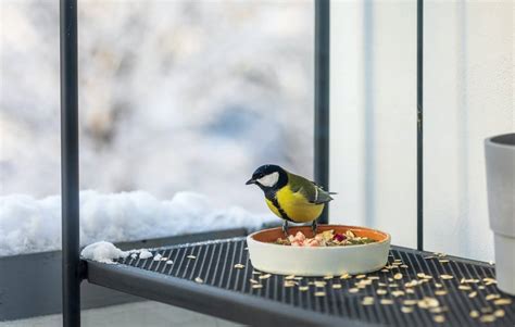 Nourrir Les Oiseaux Du Jardin Pratiques Et Conseils Saisonniers