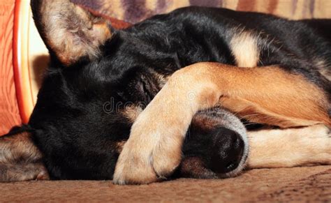 Dog Covering Nose Royalty Free Stock Photography - Image: 22964007