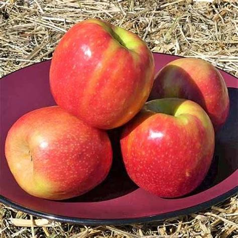 Three Red Apples Sitting On Top Of A Black Plate In The Grass Next To Straw