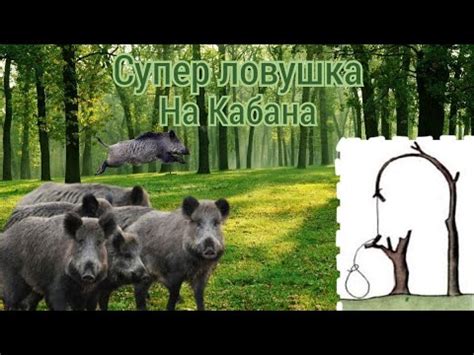 Модернізована ловушка на КАБАНА 🐗 - YouTube