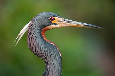 Tricolored Heron | Sean Crane Photography