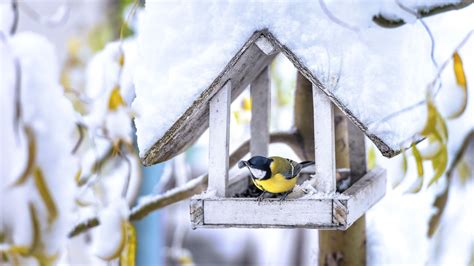 Vögel füttern im Winter So geht s