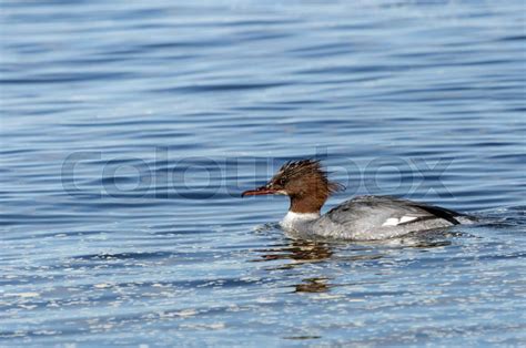 Common Merganser female | Stock image | Colourbox