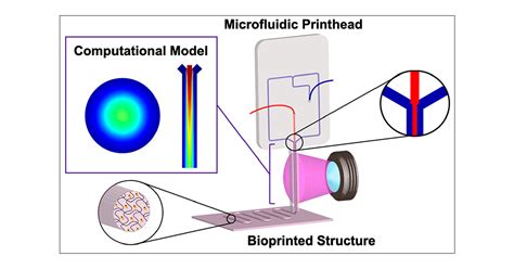 Microfluidic D Printing Of A Photo Cross Linkable Bioink Using