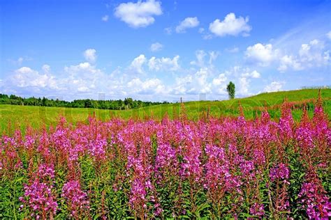 Lilac Flowers On Field Stock Photo Colourbox