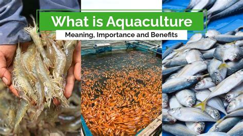 What Is Aquaculture Benefits And Importance