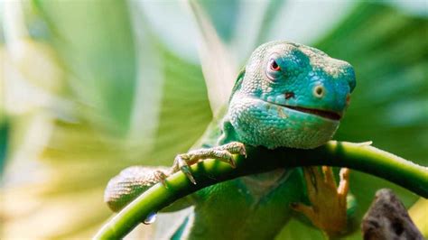 15 Awesome Facts About Lizards You May Not Know - Reptile Focus