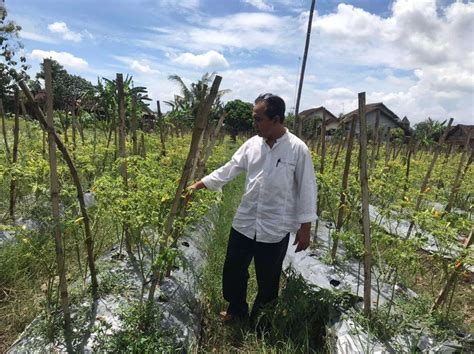 Harga Cabai Rp7 Ribu Per Kilo Petani Blitar Merugi Puluhan Juta