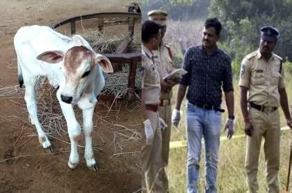 The Cruelty Of Having Sex With A Nine Month Old Calf India News