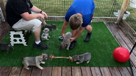 Playtime With The 6 And 9 Week Old French Bulldog Puppies Tri Tri