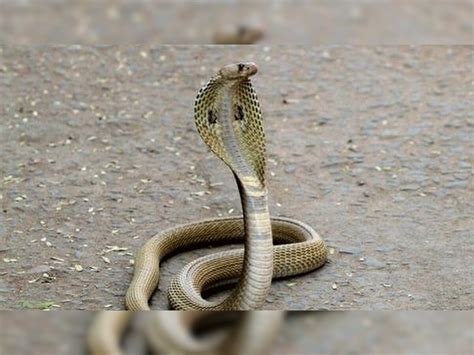 What Precaution Should Do And Donts While Snake Bite What Should Do