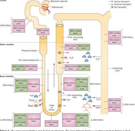 [pdf] Pathophysiology Diagnosis And Management Of Nephrogenic Diabetes Insipidus Semantic Scholar