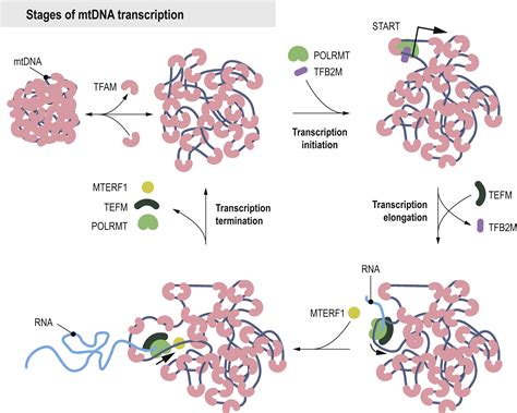 No Role For Nuclear Transcription Regulators In Mammalian Mitochondria