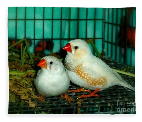 White Zebra Finch Pair