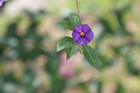 Flower Of Lycianthes Rantonnetii The Blue Potato Bush Or Paraguay