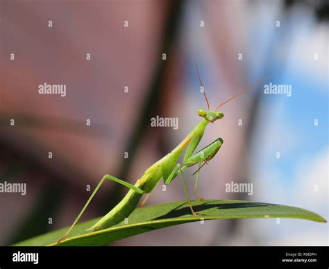 praying mantis looking in the camera Stock Photo - Alamy