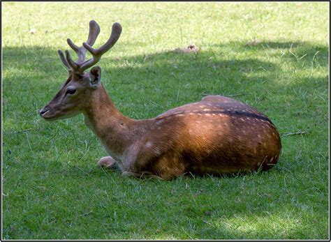 Resting Buck Fallow Deer Dama Dama Damhert Buck Resting Flickr