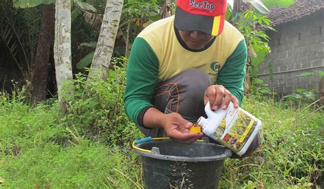 Cara Pupuk Tanaman Cabe Sinautani