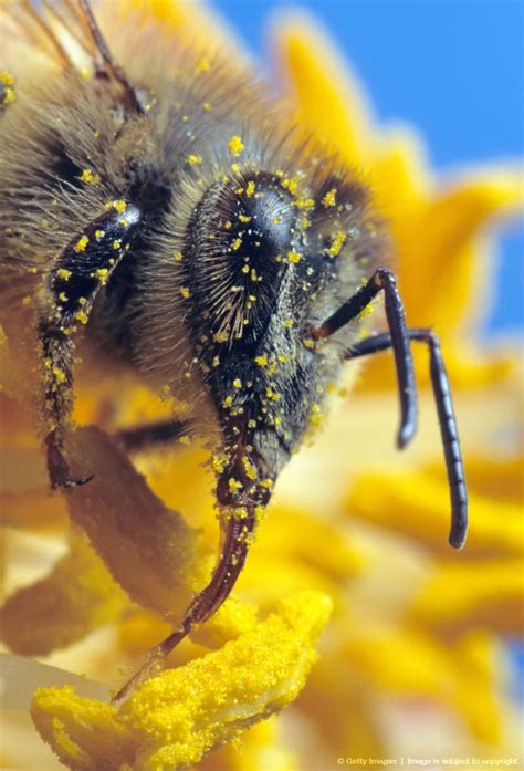 Image Detail For Honey Bee Apis Mellifera Gathers Nectar And