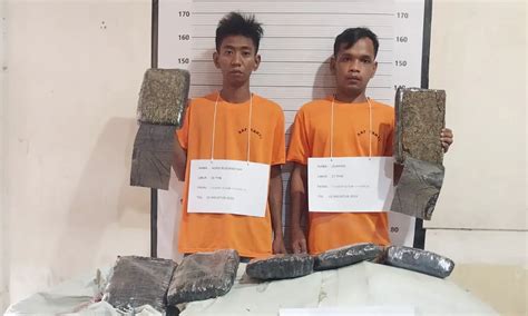 Pengembangan Dua Kurir Jaringan Aceh Medan Total Ganja Siap Edar 133