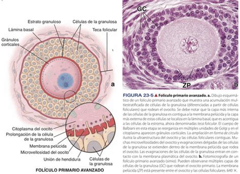 Folículo Primordial