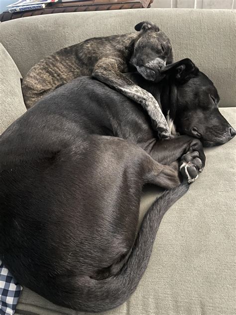 2 year old Owen and his new baby sister Zoe. Both adopted. : r/dogs