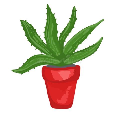 Realistic Aloe Vera Vector Illustration On White Background Stock