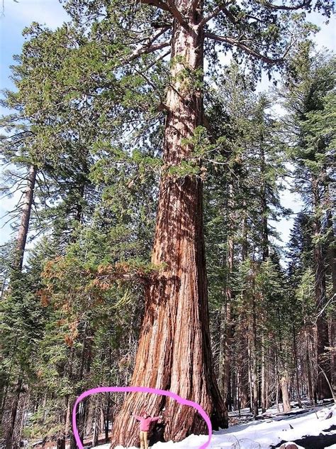 40 Semillas Gigantes De Árboles De Sequoia Sierra Chile Ubuy