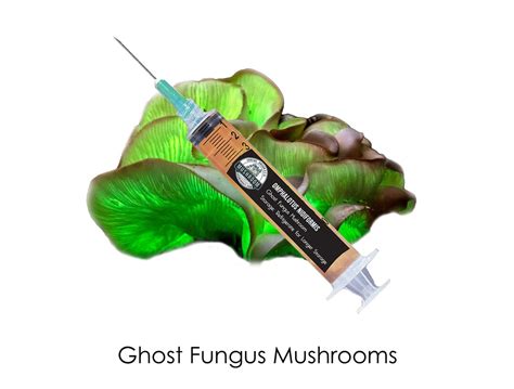 Bioluminescent Mushroom Spores Ghost Fungus Spores Mycelium For Grain