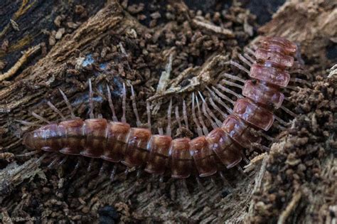 Nearctodesmus Salix Millipedes Of The Bay Area · Inaturalist