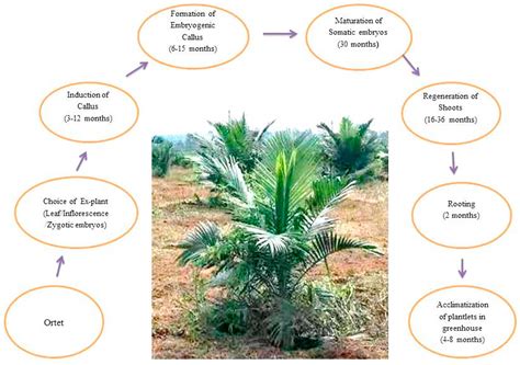 Ijms Free Full Text Progress In Tissue Culture And Genetic Transformation Of Oil Palm An