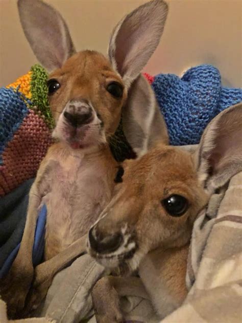 Baby kangaroo orphan tries hopping for first time