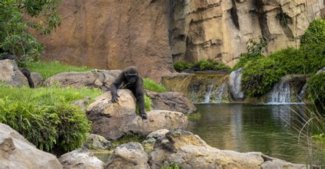 Bioparc Valencia On Twitter Conoces El Pase Anual B Disfruta Todo