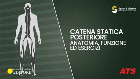 Catena Statica Posteriore Anatomia Funzioni Ed Esercizi Youtube